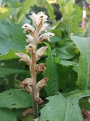 Orobanche reticulata