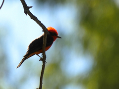 Pyrocephalus rubinus