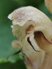 Orobanche reticulata