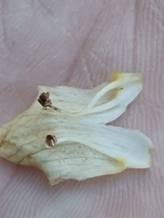Orobanche reticulata