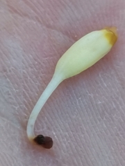 Orobanche reticulata