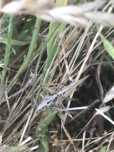 iNaturalist observation photo of Brown-spotted Bush-cricket