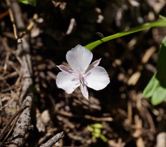 Calochortus minimus