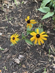 Rudbeckia hirta