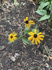 Rudbeckia hirta
