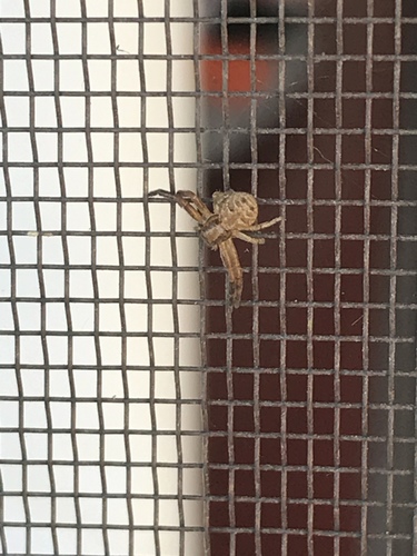 iNaturalist observation photo of Ground Crab Spiders