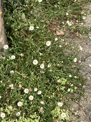 Erigeron karvinskianus