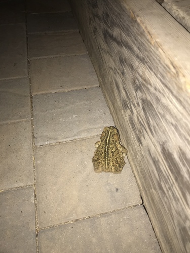 iNaturalist observation photo of California Toad