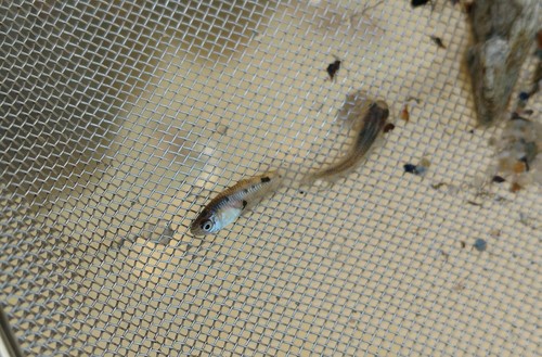 Porthole livebearer (Poeciliopsis gracilis) — Poeciliidae — 3
