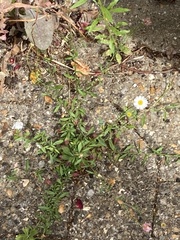 Erigeron karvinskianus