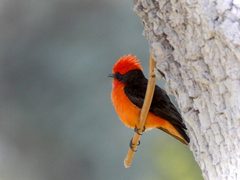 Pyrocephalus rubinus