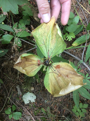 Trillium albidum