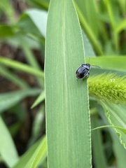 Sehirus cinctus