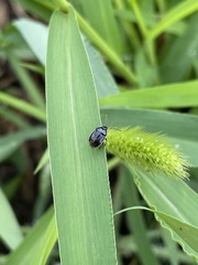 Sehirus cinctus