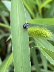 Sehirus cinctus