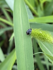 Sehirus cinctus