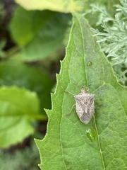 Pentatomidae