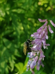 Eucera longicornis
