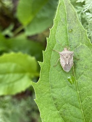 Pentatomidae