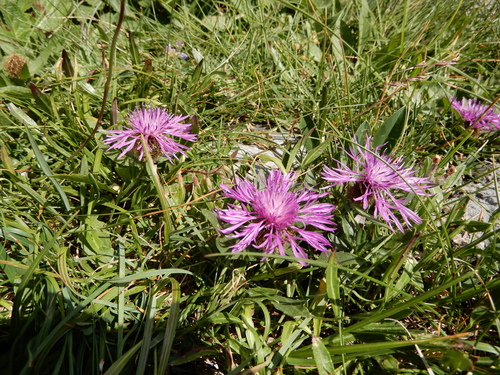 Image of Centaurea rhaetica by (c) Giuliana Pirotta, some rights reserved (CC BY)