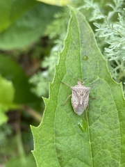 Pentatomidae
