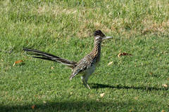 Geococcyx californianus