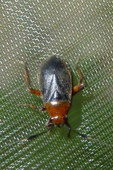 Capsus ater