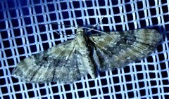 Eupithecia linariata