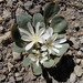 Hutchison's Lewisia - Photo (c) Belinda Lo, some rights reserved (CC BY-NC-SA), uploaded by Belinda Lo