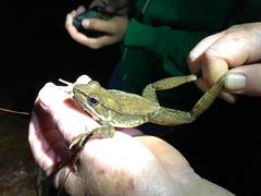 Lithobates maculatus