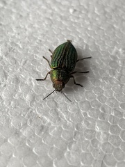 Buprestis aurulenta