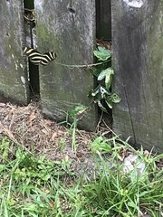 Heliconius charithonia