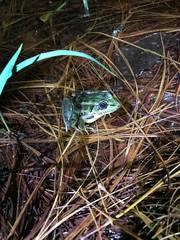 Lithobates lenca