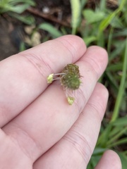 Plantago lanceolata
