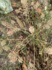 Lepidium densiflorum
