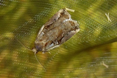 Archips oporana