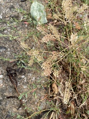 Lepidium densiflorum
