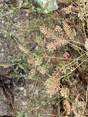 Lepidium densiflorum
