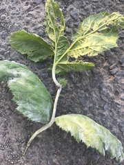 Podosphaera filipendulae