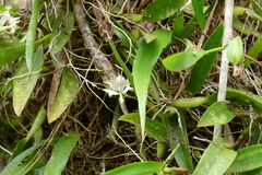 Prosthechea fragrans