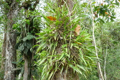 Prosthechea fragrans