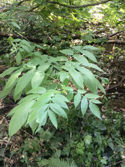 Sambucus racemosa racemosa