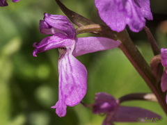 Dactylorhiza elata
