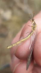 Macronemurus