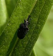 Microrhopala excavata