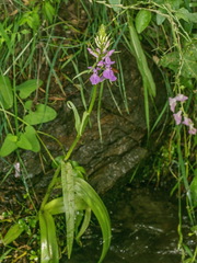 Dactylorhiza elata