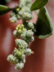 Chenopodium incanum