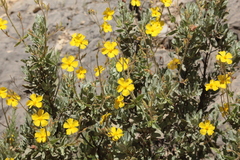 Cistus atriplicifolius