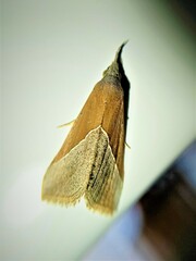 Hypena lividalis