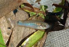 Pseudoxiphophorus bimaculatus